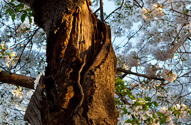 tree_american-cherry