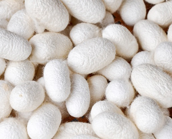 Silk cocoons