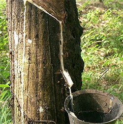 Neonatura Natural Latex Natural Rubber